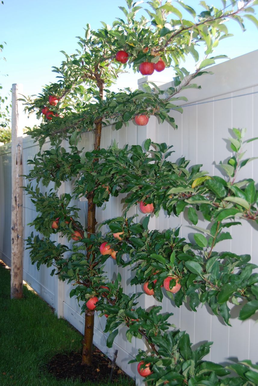 Someday I hope to espalier an apple or cherry tree in my backyard.