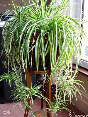 Spider Plant is one of the easiest houseplants to care for. Thrives best in low to minimal light and biweekly watering. Spider