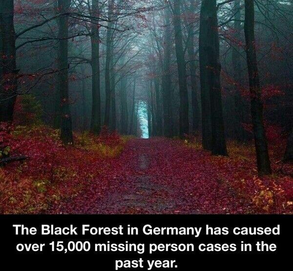 Story idea. The Black Forest in Germany has “caused” over 1,500 missing person cases in the past year.