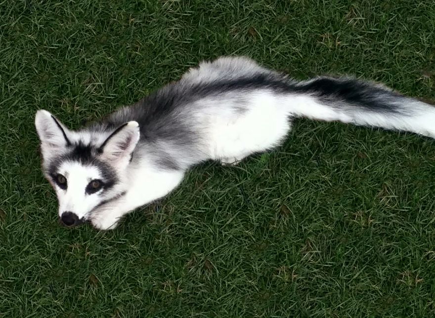 The “arctic marble fox,” also a member of the red fox species, is not a naturally occurring coloration – it was bred for its