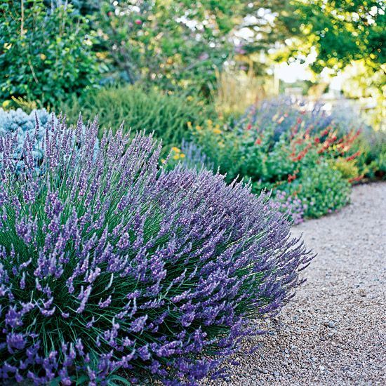 These tough plants and flowers will bloom and thrive in dry soil despite a lack of rain, keeping your landscape beautiful.