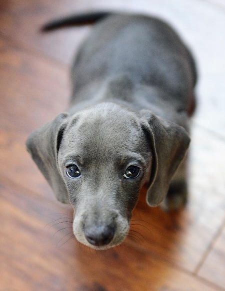 this is the first time that I saw a blue dachshund….. I think I might want one in the future