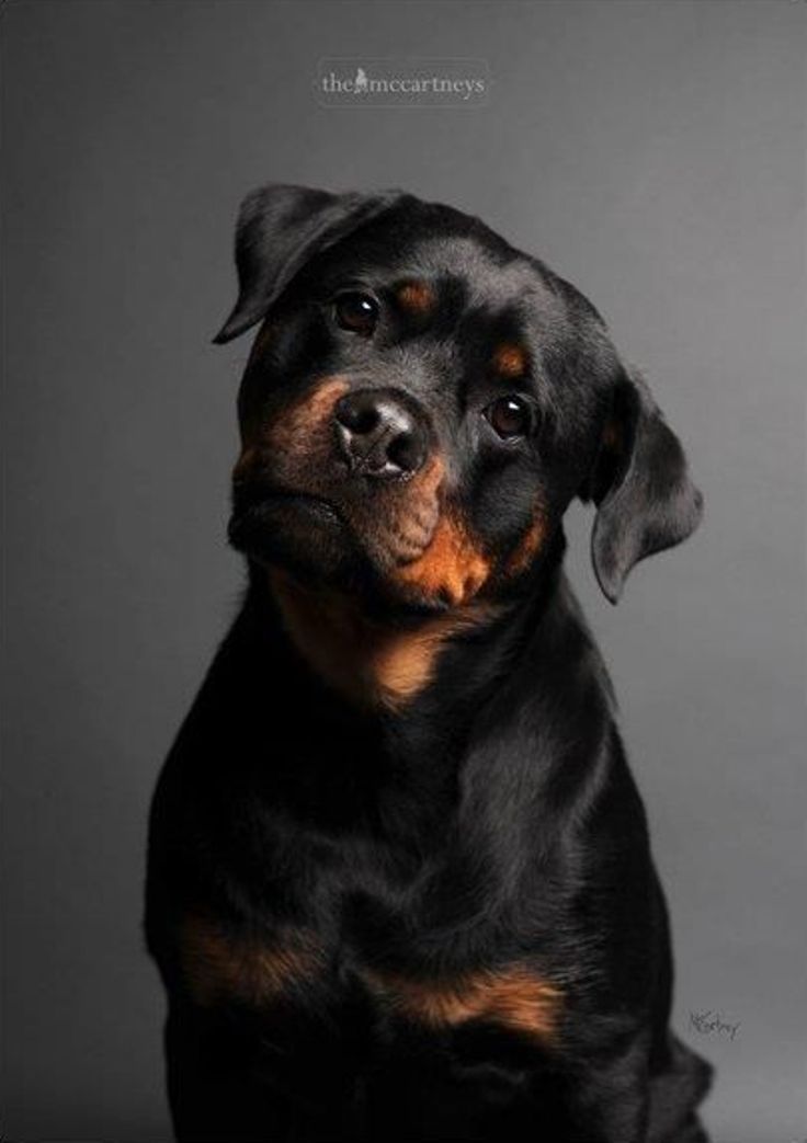 Top 10 Most Expensive Dog Breeds Rottweilers are as multi-talented as they are robust and powerful. The intelligent, patient breed
