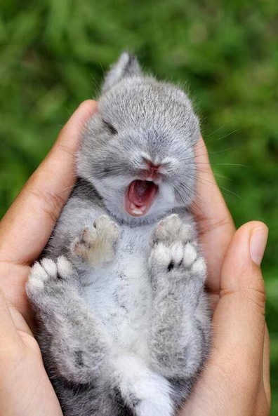 18 Photos Of Baby Animals Yawning (BECAUSE BABY ANIMALS YAWNING!)