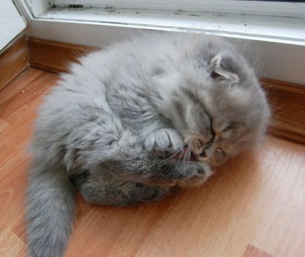 22+ Sleepy Kittens Doing What They Do Best – Sleep
