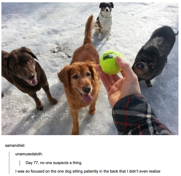 48 Times Tumblr Was Funny About Animals