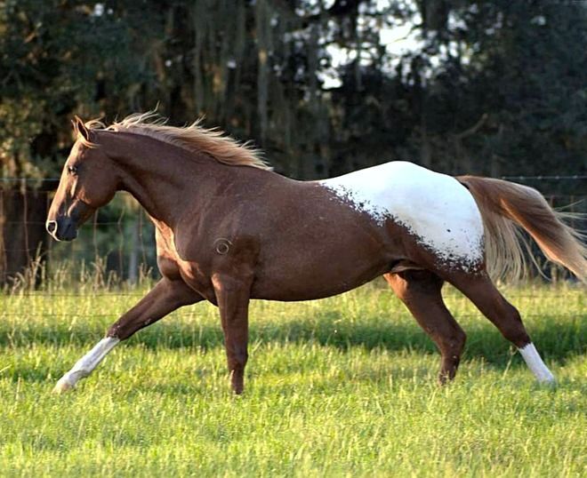 A fine example of a snowcap appaloosa horse, showing a crisp white cap that stands for homozygosity. Note how the edges of the