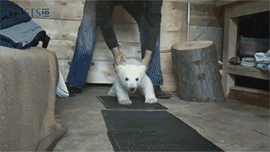 Baby polar bear fluffy. | 31 Best Kinds Of Fluffy