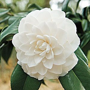 Camellia Planting Guide.  This beautiful, flowering shrub has a long blooming season and loves the Southern climate.