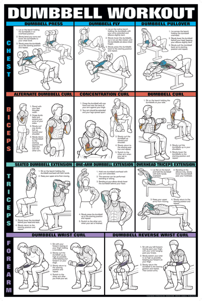 Chart Series II Dumbell Exercise – Chest, Biceps, Triceps, & Forearm Poster