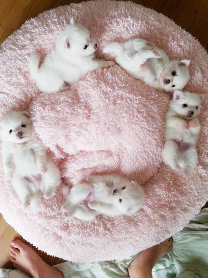 Circle of Puppies