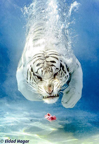 Diving White Tiger. Amazing.