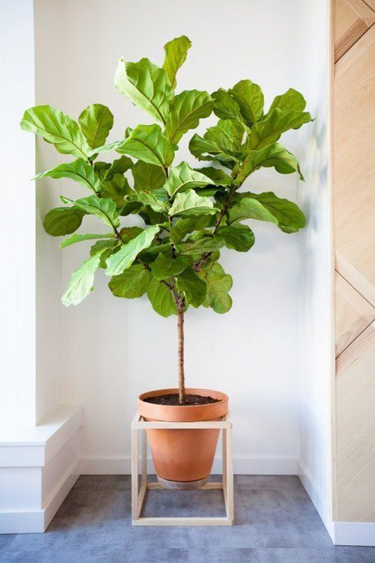 DIY Decor Trend: Elevated Plant Stands | Apartment Therapy