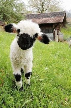 Early spring makes me think of baby farm animals!