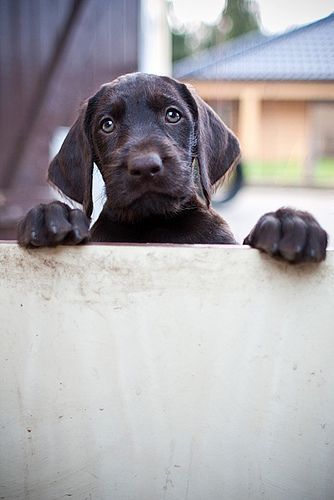 excuse me… but my ball went into your yard