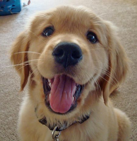 Golden retriever pup