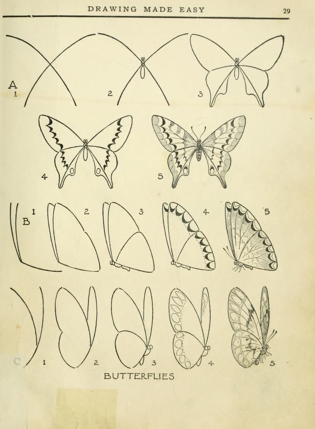 How to draw a butterfly