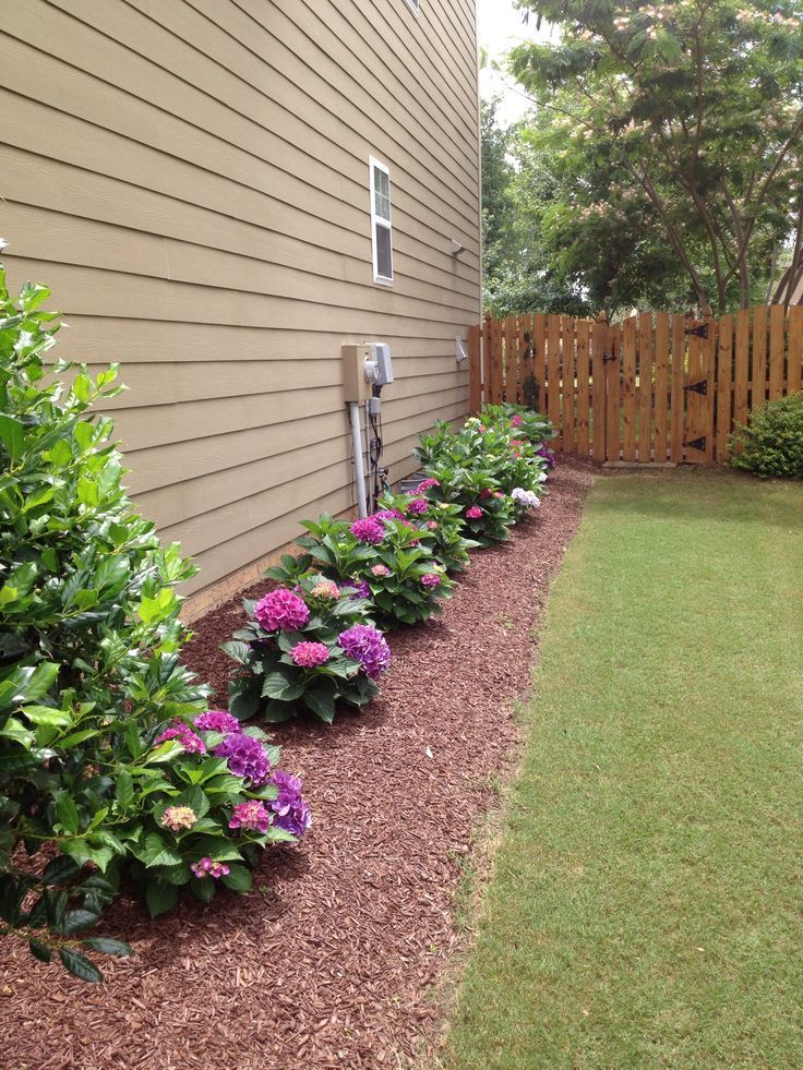 Landscaping idea for the side of the house using hydrangea bushes.