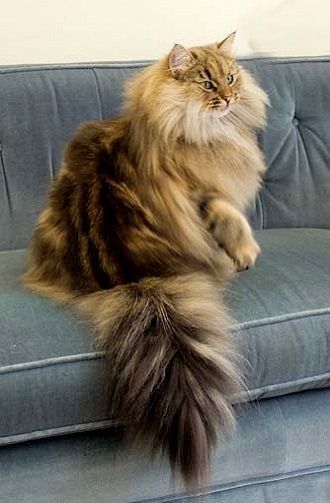 Norwegian Forest Cat ♦ Absolutely beautiful!!
