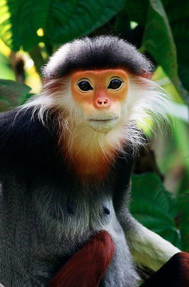 Red-shanked Douc Langur is a beautiful monkey native to Southeast Asia listed as an Endangered species. Despite conservation laws