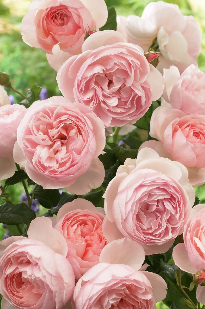 Roses are pink…