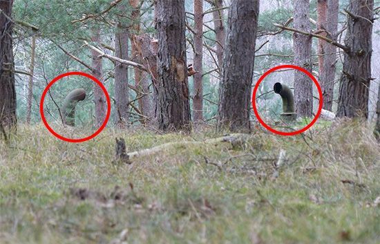 So when visiting an old friend in Northern Germany he told me about these weird periscope-like pipes in the woods. They often