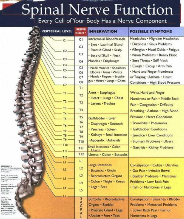 Spinal Nerve Function
