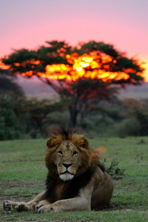 Sunrise Lion by Eliot Chen