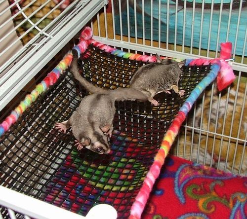 Suz’ Sugar Gliders – No Sew Accessories-Can work for other pets too