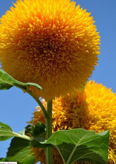 Teddy Bear Sunflowers – A Cuddly Giant Flower –