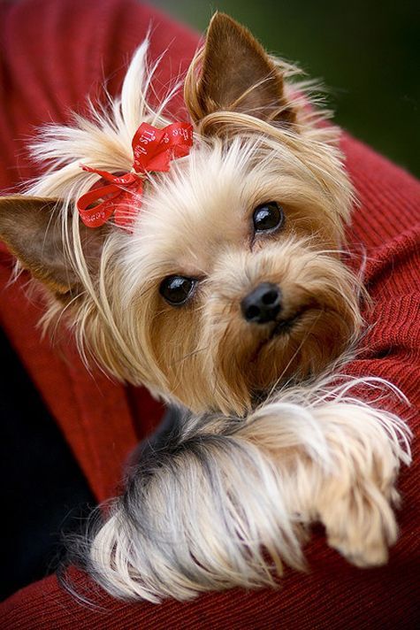 The Yorkshire Terrier. Developed in the 19th century in the county of Yorkshire, England, to catch rats in clothing mills, the