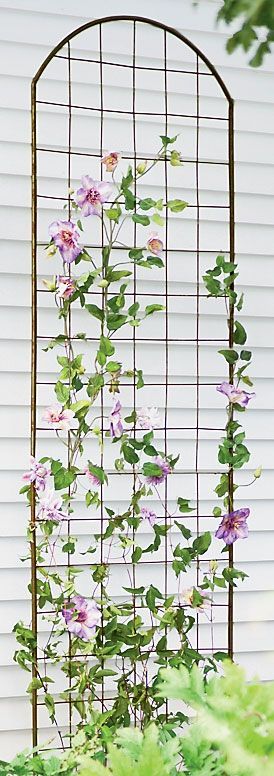 Tips on growing clematis–did you know they can’t climb wooden trellises? They don’t twine; they wrap, so any support thicker than