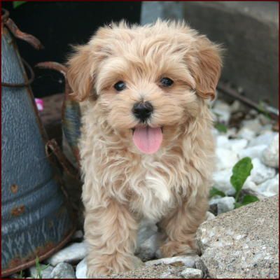 WANT: maltipoo – maltese + poodle they stay little forever!!!