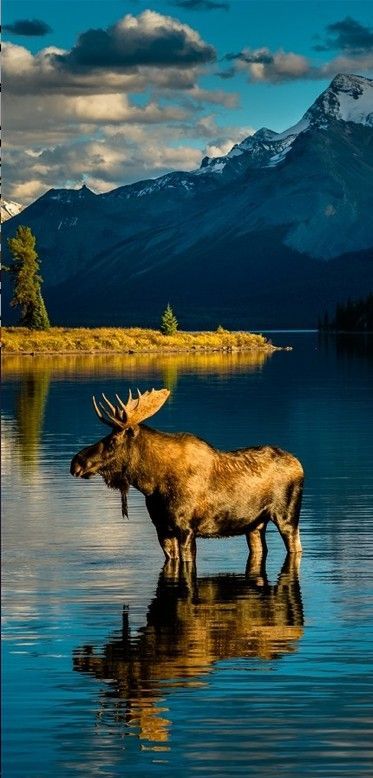 Warming after bath at Moraine Lake in Banff National Park, Alberta, Canada • photo: Edward Marcinek.