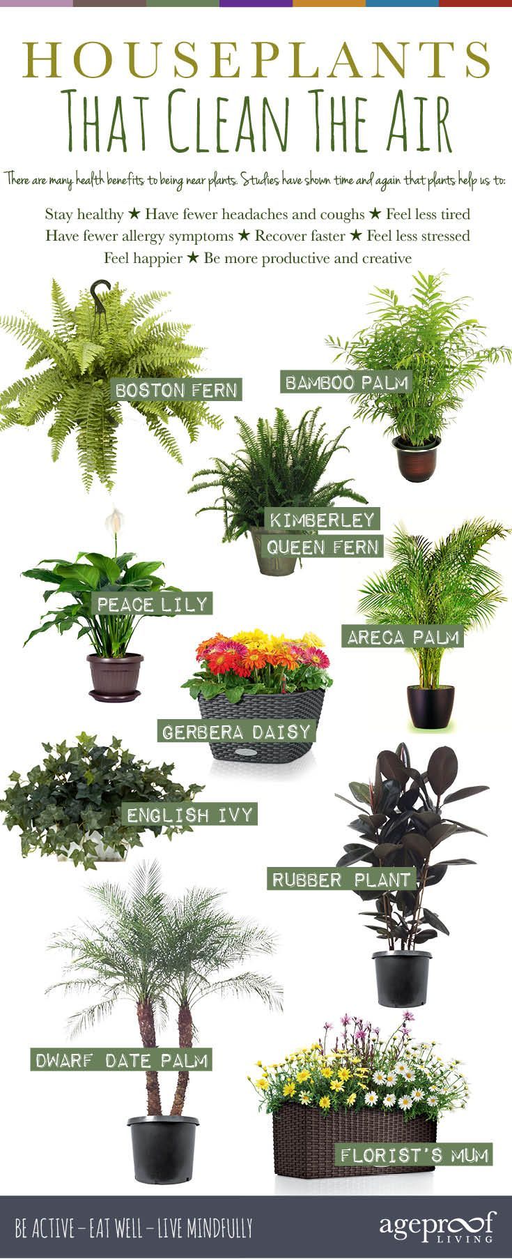 10 Best Houseplants That Clean The Air – We all know that fresh air is vital for our good health, but what if you’re stuck
