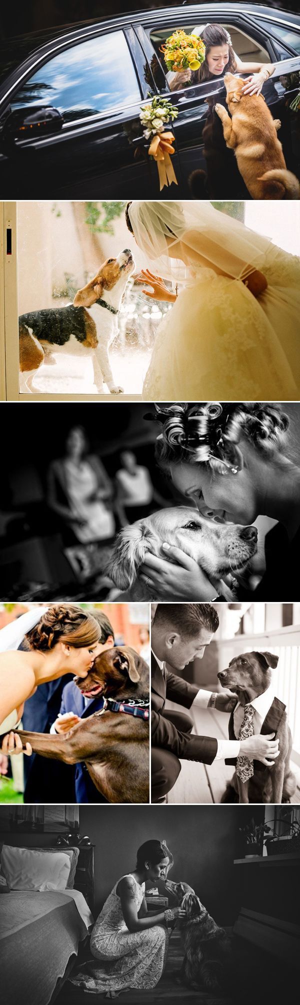 28 Precious Wedding Moments with Dogs and Their Promises!