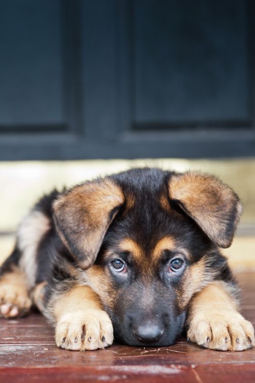 Aww, how could you say no to those eyes? German Shepherd Puppy.