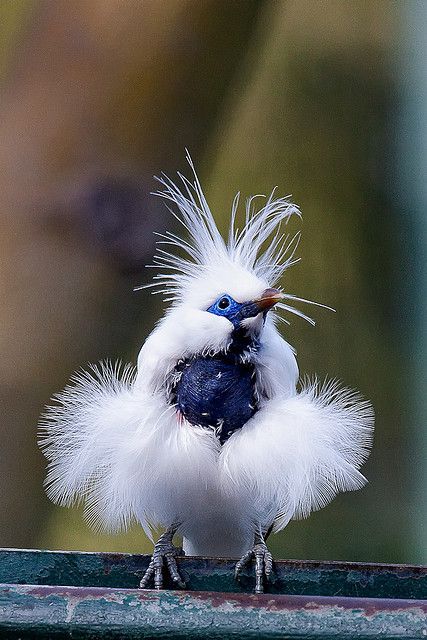 Bali Mynah- is restricted to the island of Bali in Indonesia, where it is the island’s only endemic vertebrate species.