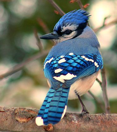 Blue Jay