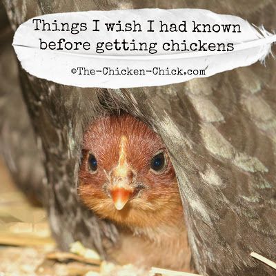 Chickens are a joy to keep for many reasons. If you can, just do it!