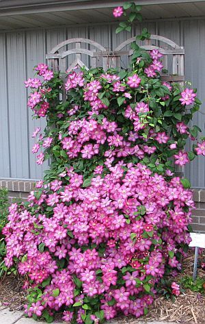 DIY:   Learn where to plant and when to prune a clematis. Not every clematis should be cut back in the fall.