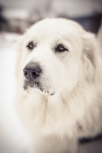 Fionnoula the Great Pyrenees dog