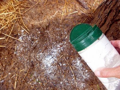 ….good to know- flies are not attracted to the feces of animals who eat Diatomaceous earth- therefore feed it to your chickens