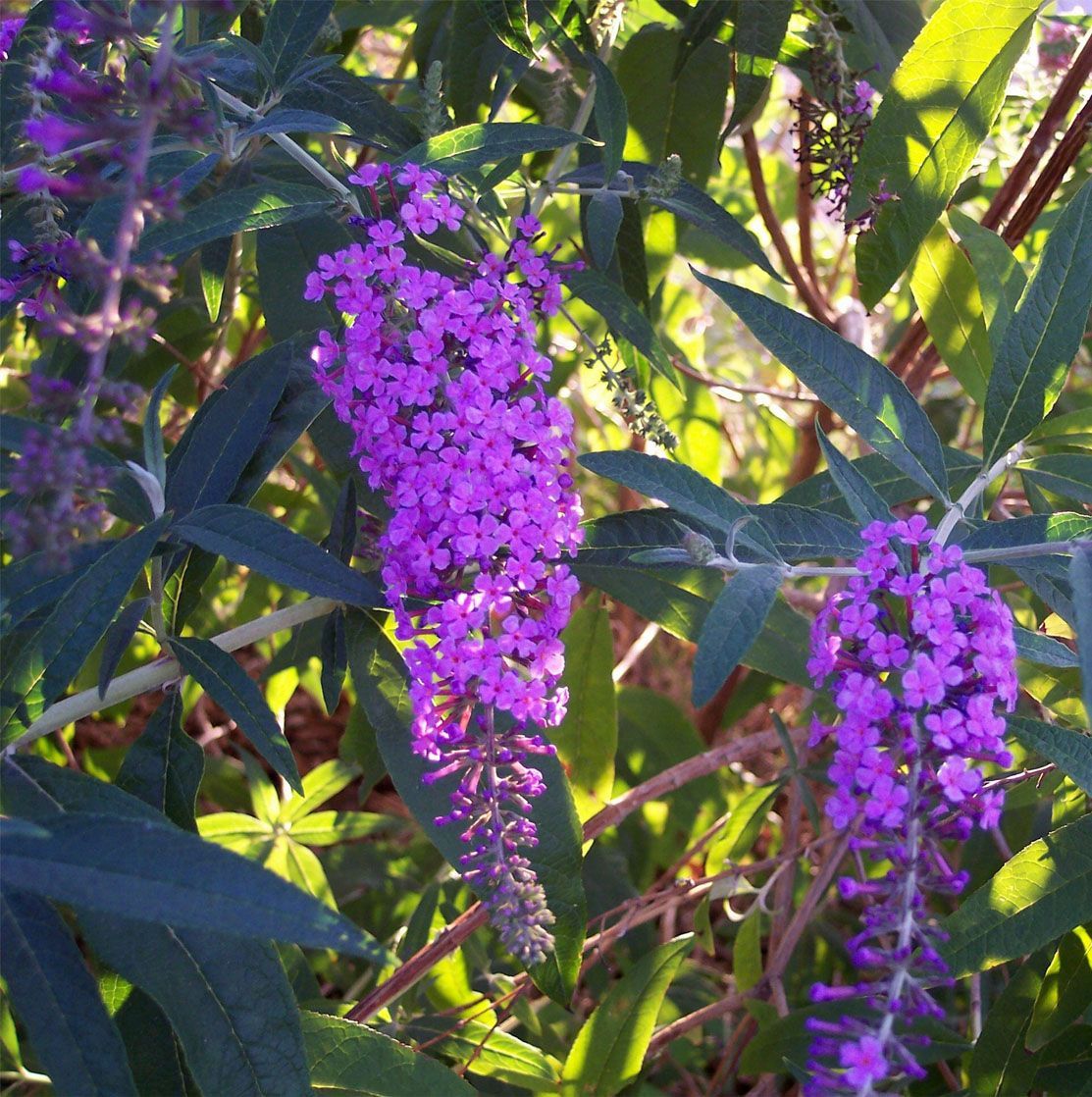 Grow a butterfly bush..Butterfly Bush is one of the easiest shrubs to grow. It is low maintenance, requiring little in the way of