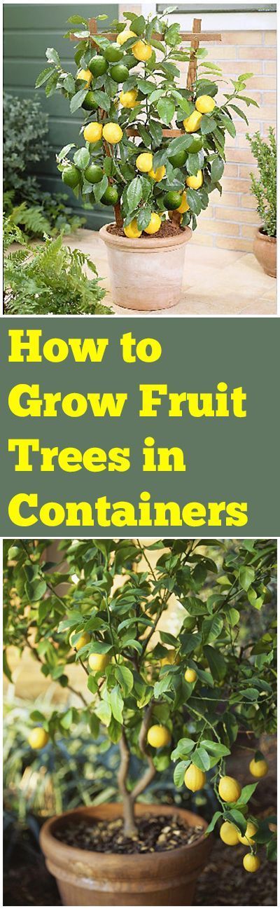 How to Grow Fruit Trees in Containers