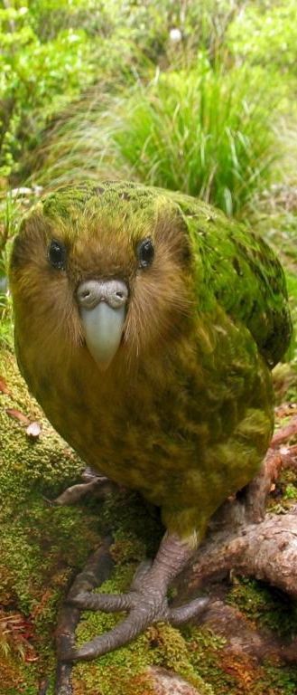 Kakapo, large, flightless, nocturnal, ground dwelling parrot of New Zealand. Critically endangered, estimated 130 left. Has a