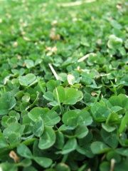 No more mowing…ever!  I just planted Dutch white clover all over my crabgrass “lawn”. Clover needs a fraction of the water and