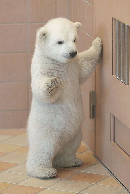 Pictures of Cute Baby Animals : 29 Postcard-Worthy Cuties! | UPrinting Blog