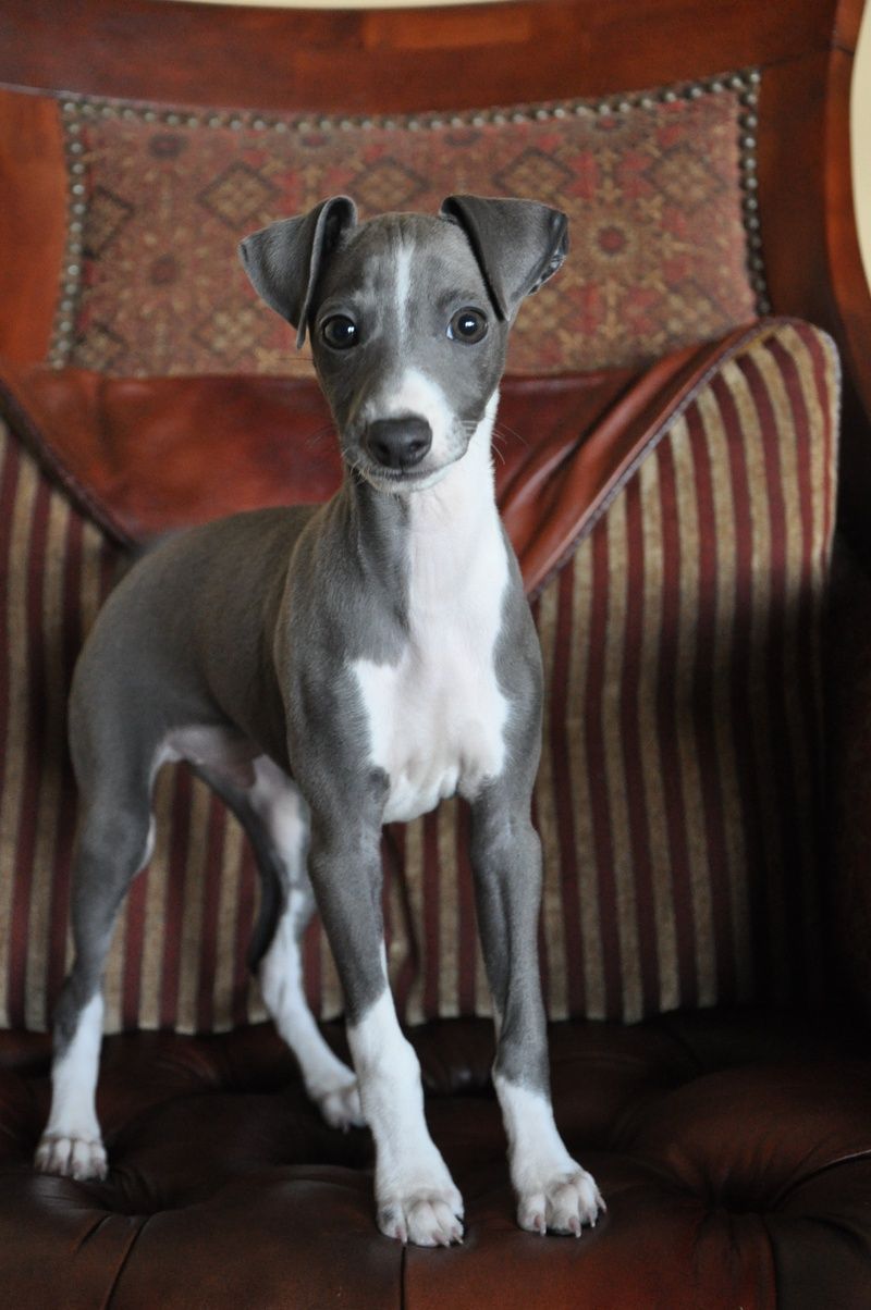 Puppy…Italian Greyhound, I had one named Chloe looked just like this one. I named my Leopard Turtle after her, in her memory.