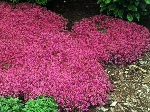 Red Creeping Thyme Groundcover